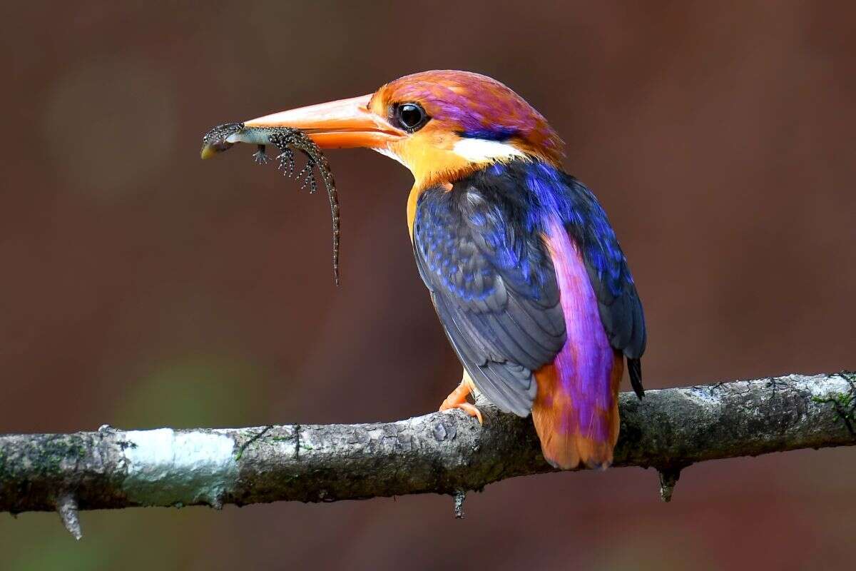 Image of Black-backed Kingfisher