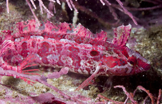 Image of Crevice Kelpfish