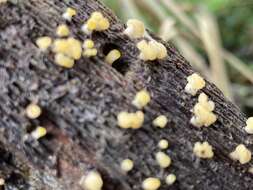 Image of Calocera pallidospathulata D. A. Reid 1974