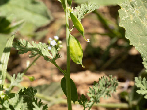 Image of Corydalis bungeana Turcz.