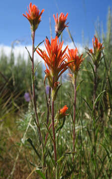 Image of Peck's Indian paintbrush