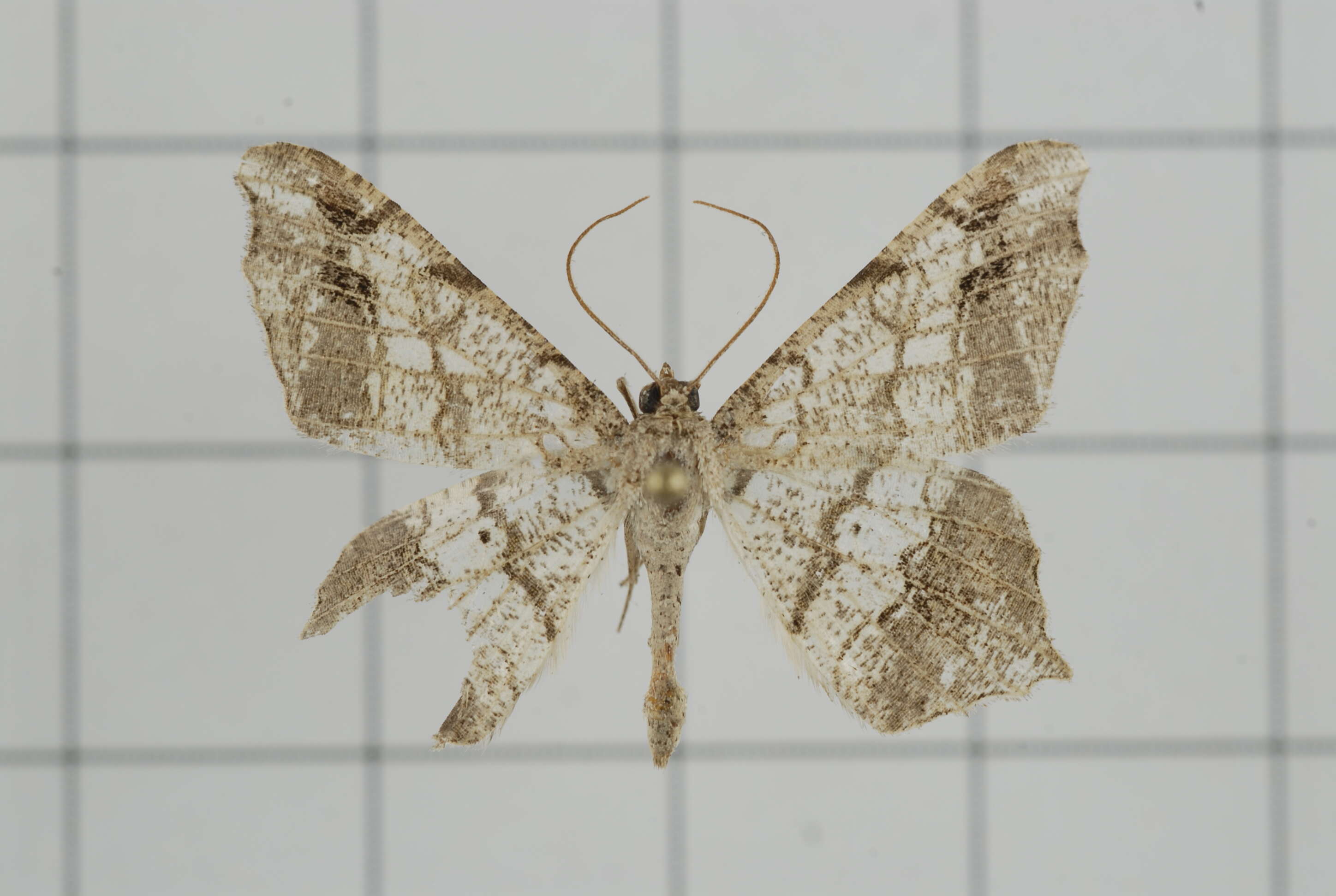 Image of Semiothisa emersaria Walker 1861