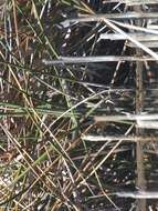 Image of Australian Little Bittern