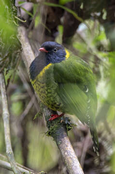 Image of Band-tailed Fruiteater