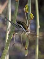 Sivun Odontura (Odonturella) aspericauda Rambur 1838 kuva