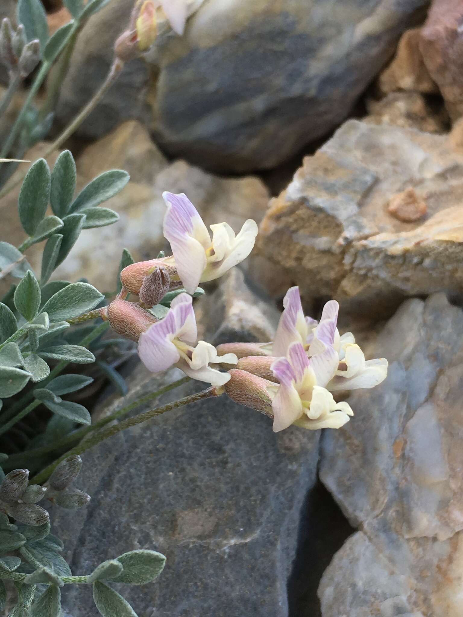 Sivun <i>Astragalus <i>calycosus</i></i> var. calycosus kuva