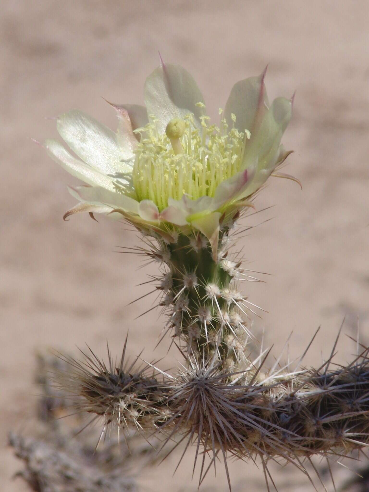 Image of Corynopuntia reflexispina (Wiggins & Rollins) Backeb.