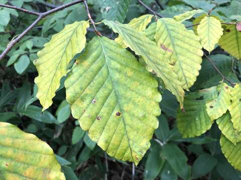 Image de Fagus crenata Blume