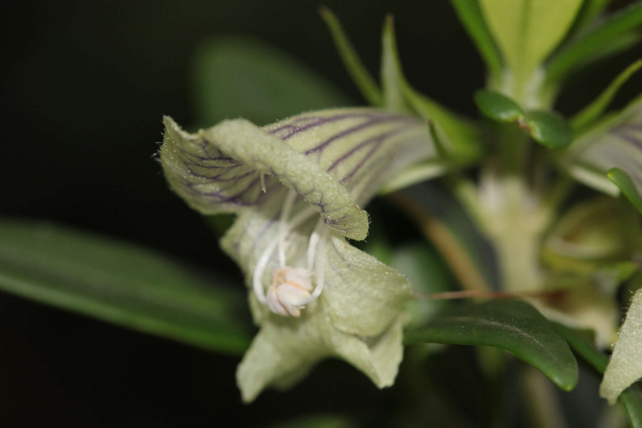 Prostanthera monticola B. J. Conn resmi