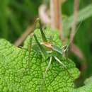 Sivun Cohnia equatorialis (Giglio-Tos 1898) kuva