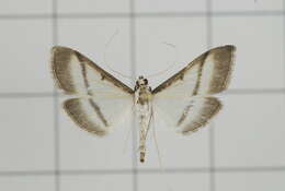 Image of Bradina diagonalis Guenée 1854