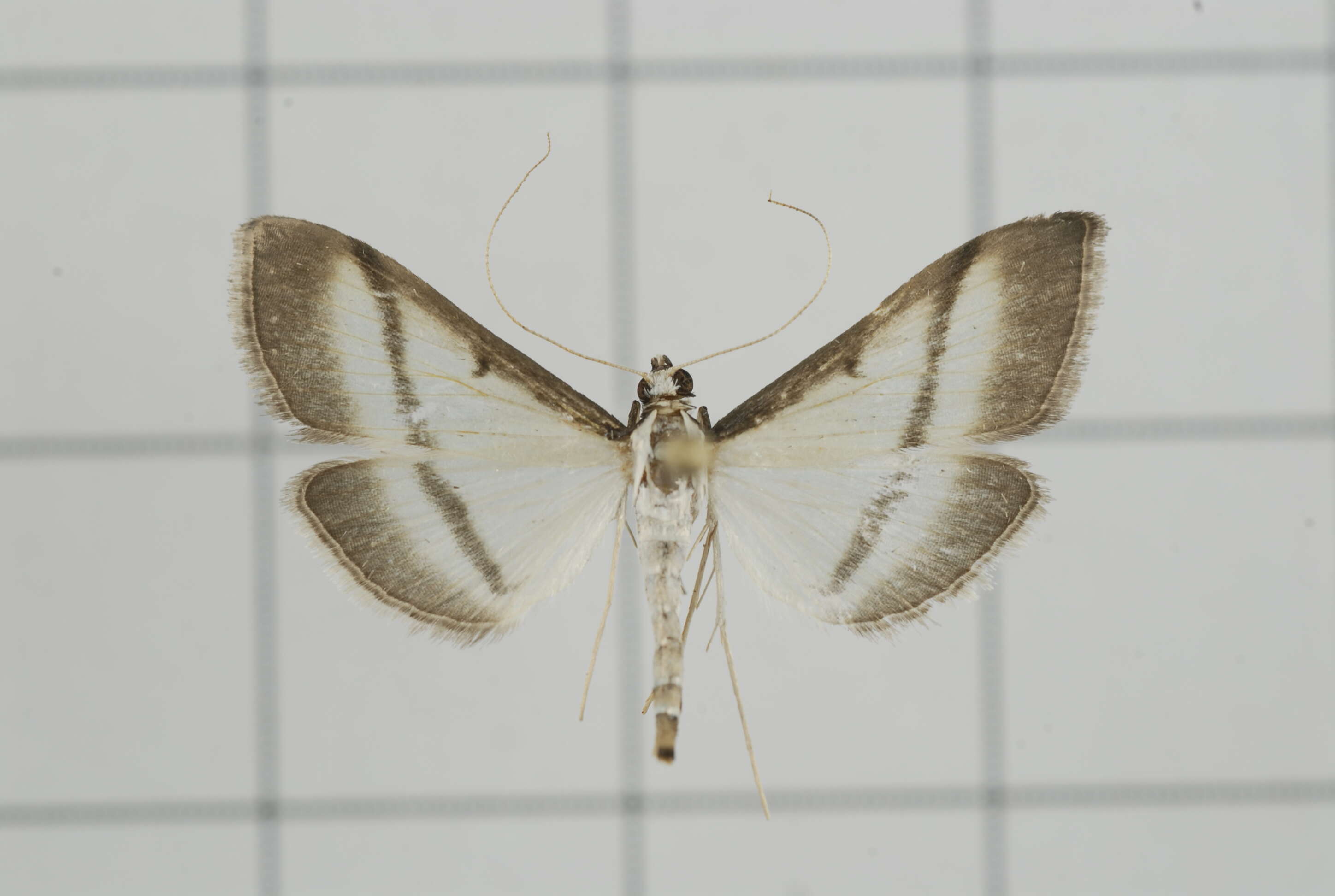 Image of Bradina diagonalis Guenée 1854