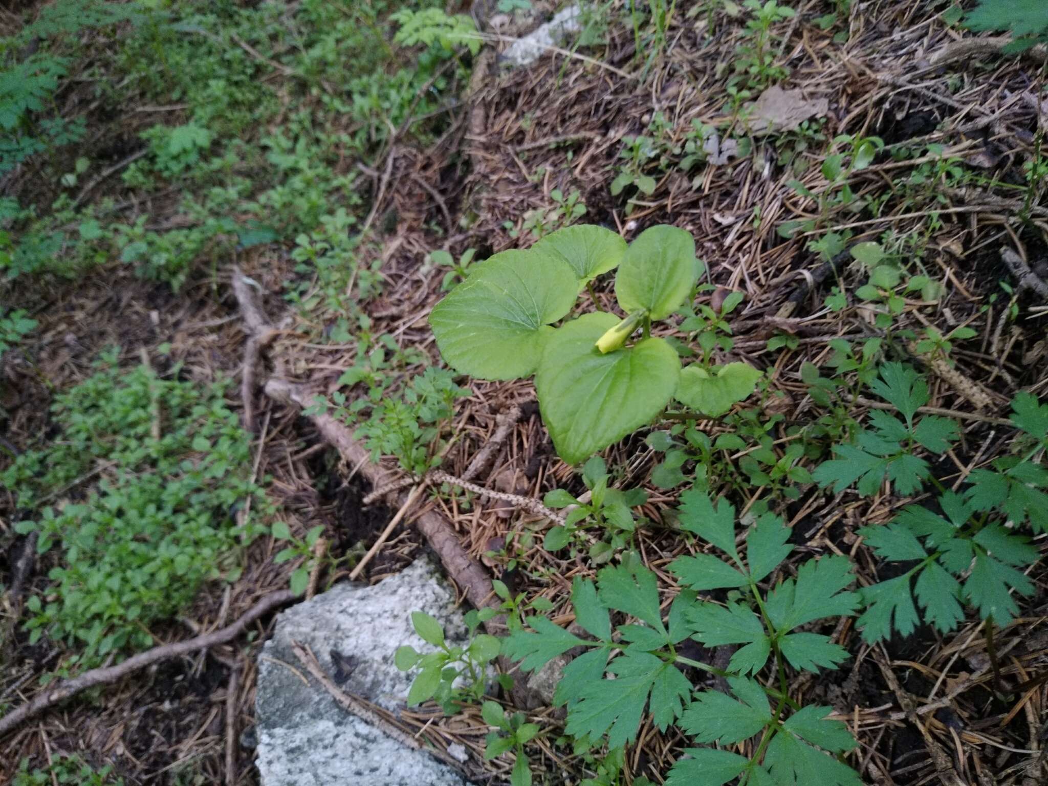 صورة Viola acutifolia (Kar. & Kir.) W. Beck.