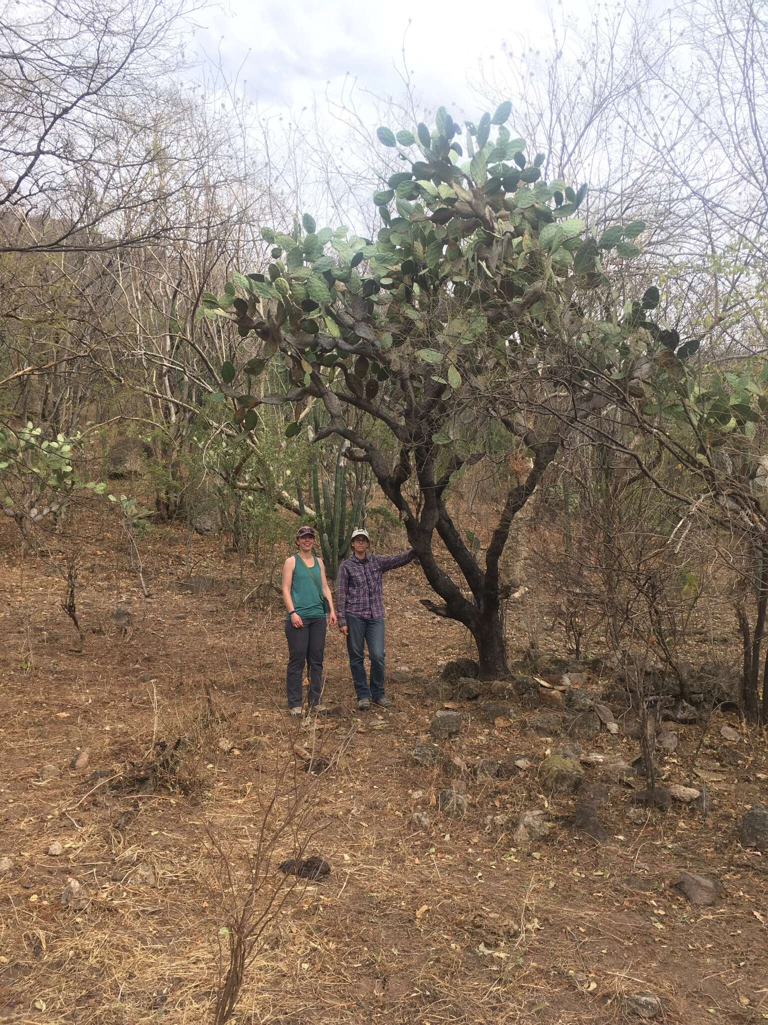 Image of Opuntia wilcoxii Britton & Rose