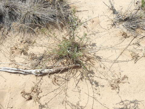 Imagem de Oreocarya suffruticosa (Torr.) Greene