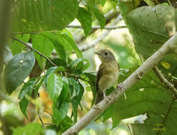 Image of Pale-chinned Blue Flycatcher