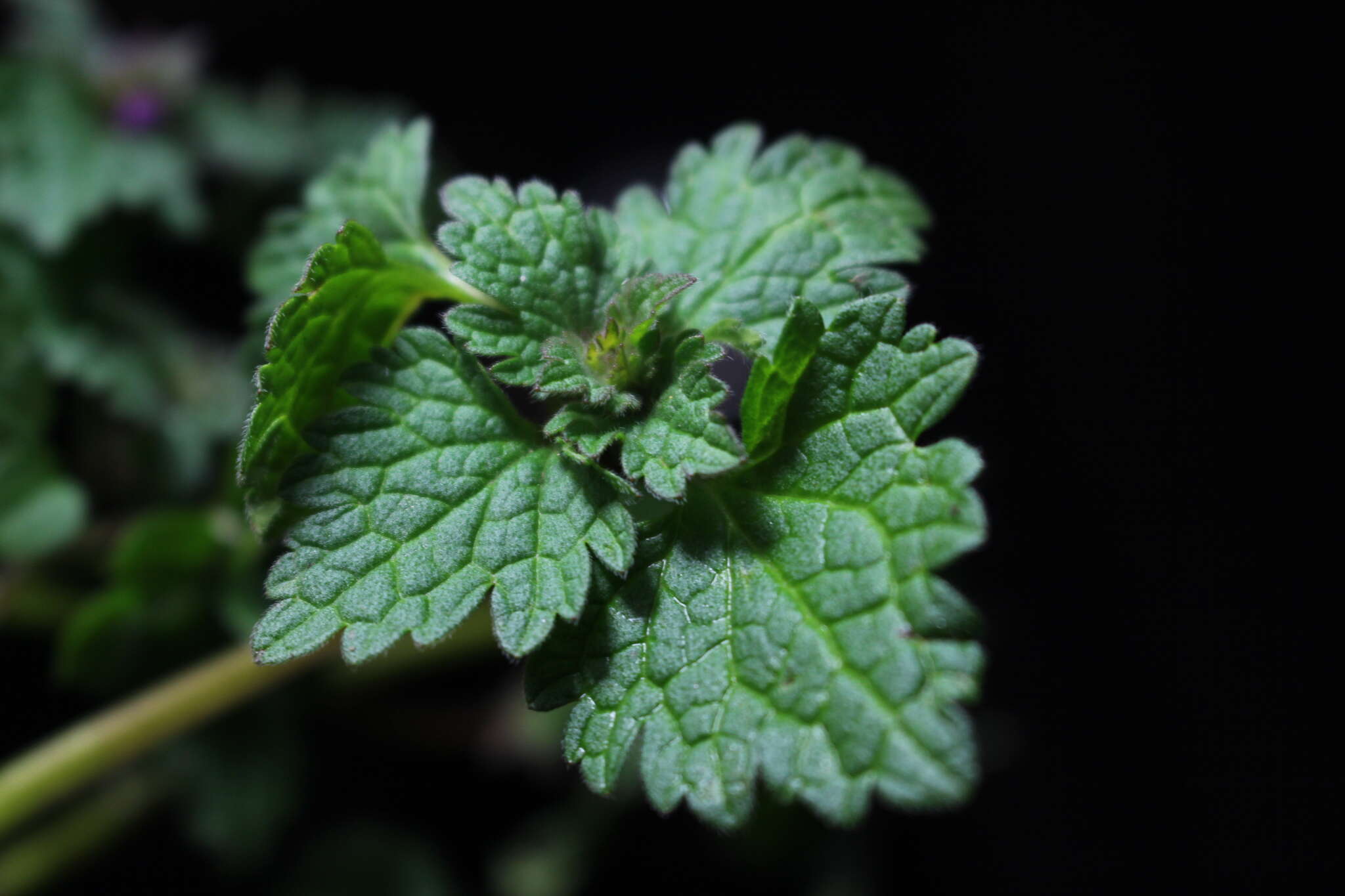 Image of Lamium purpureum var. hybridum (Vill.) Vill.