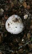 Image of Western North American Destroying Angel