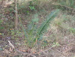 Image of Cycas indica A. Lindstr. & K. D. Hill