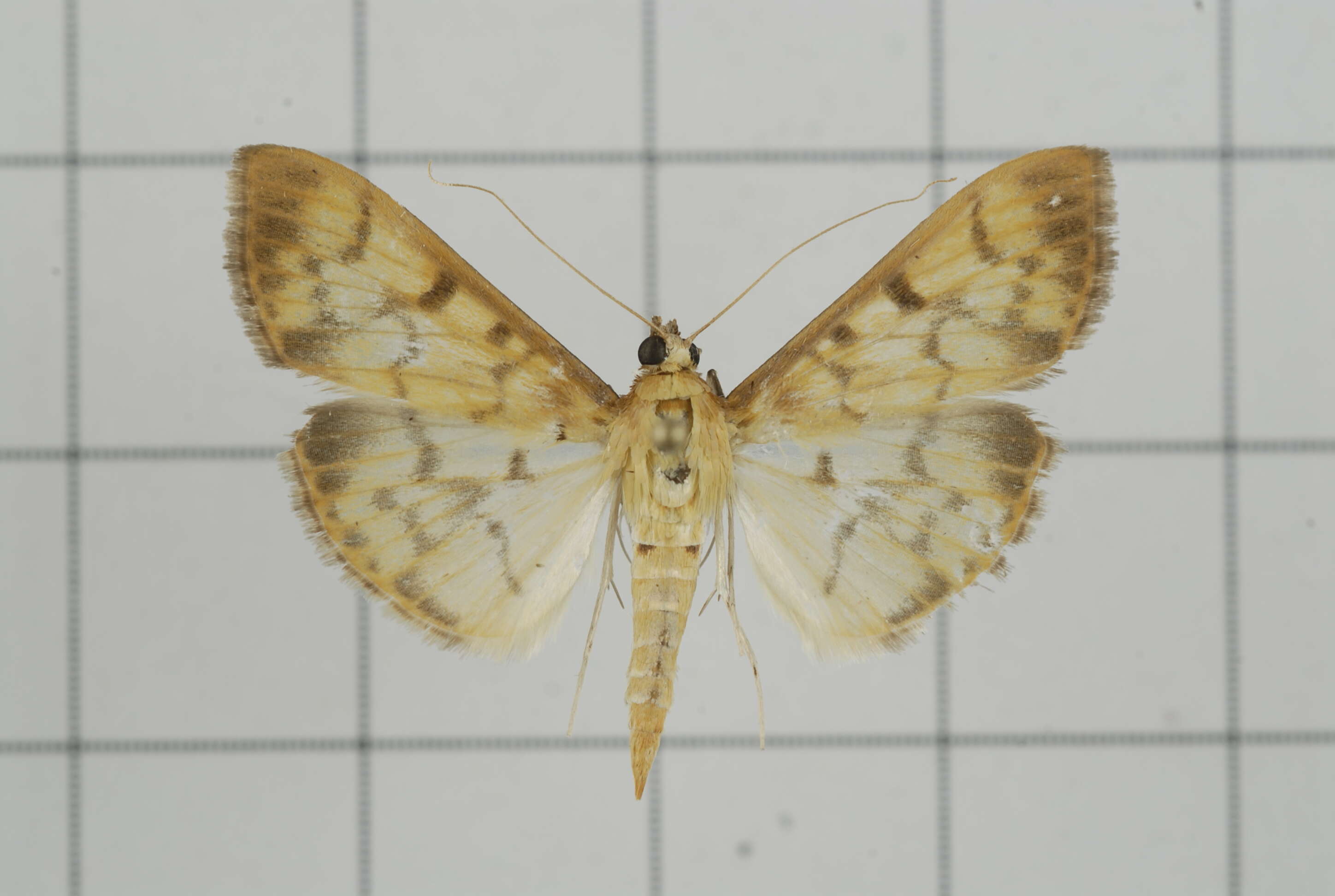 Imagem de Pleuroptya balteata Fabricius 1798