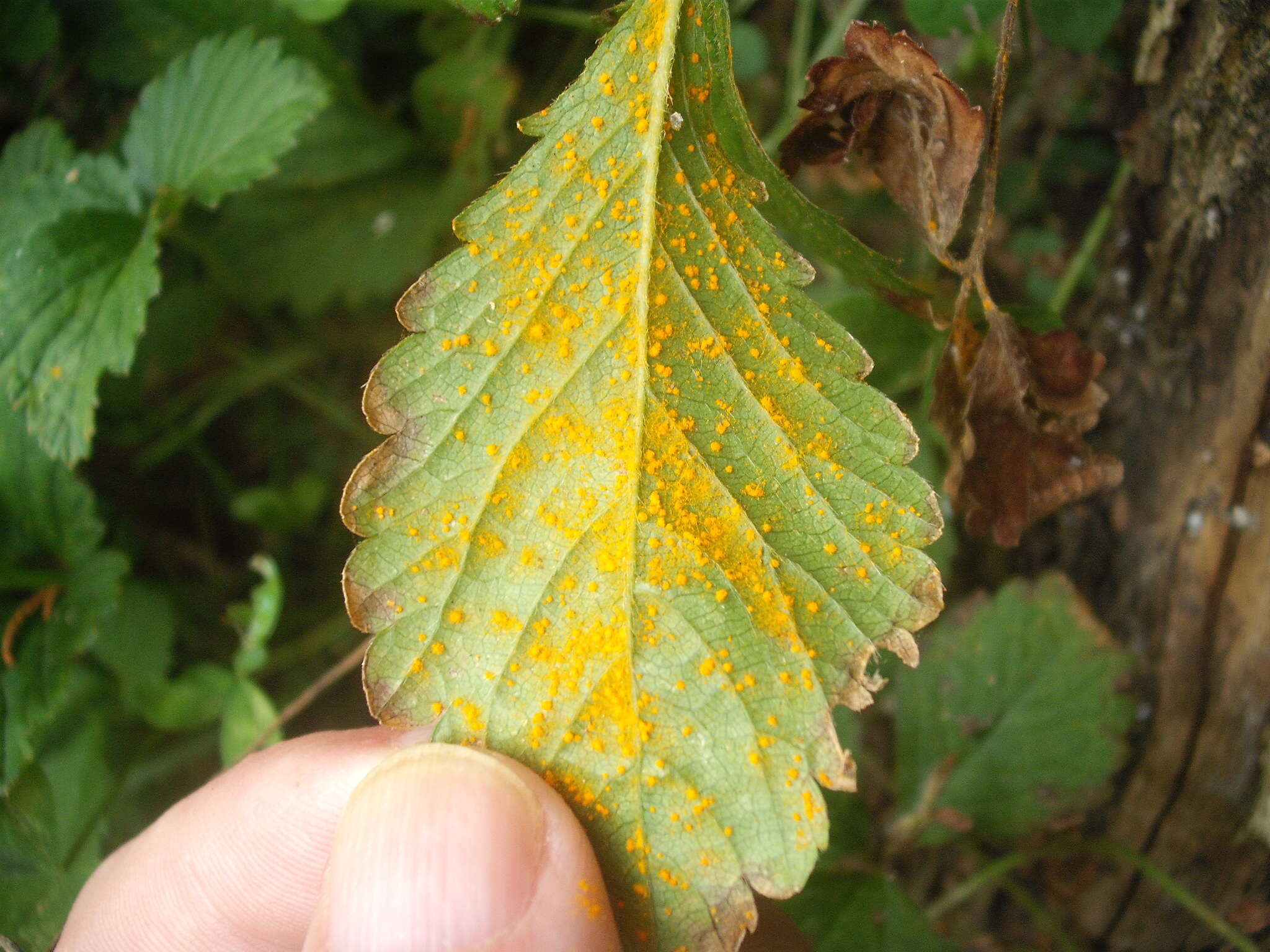 Phragmidium mexicanum (Mains) H. Y. Yun, Minnis & Aime 2011 resmi