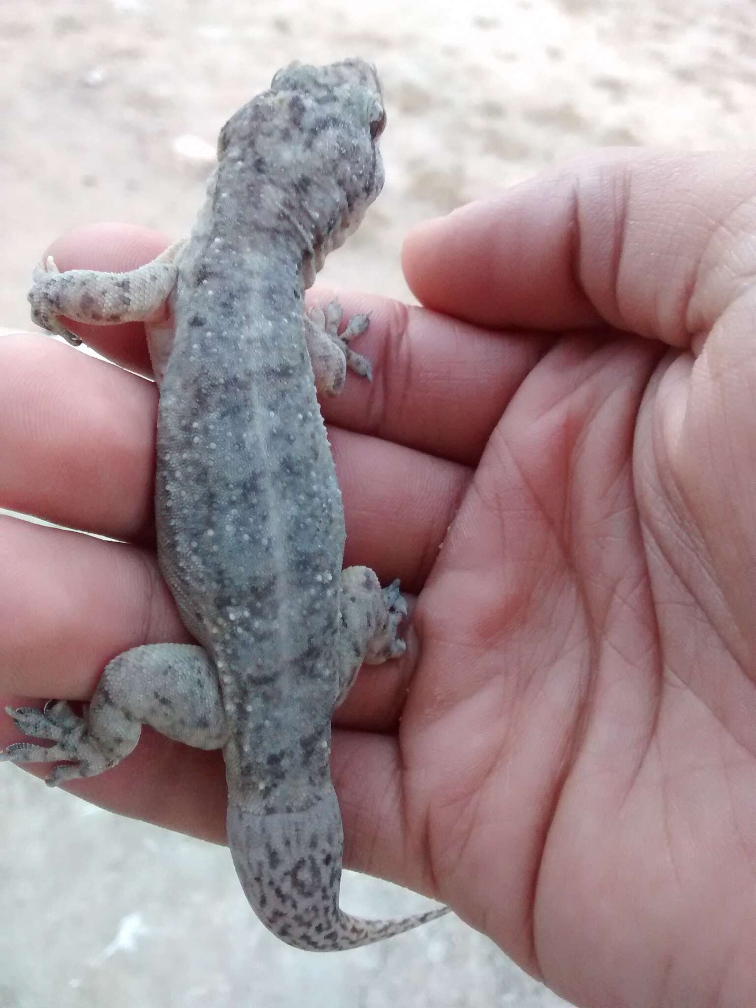 Image of Brazilian gecko