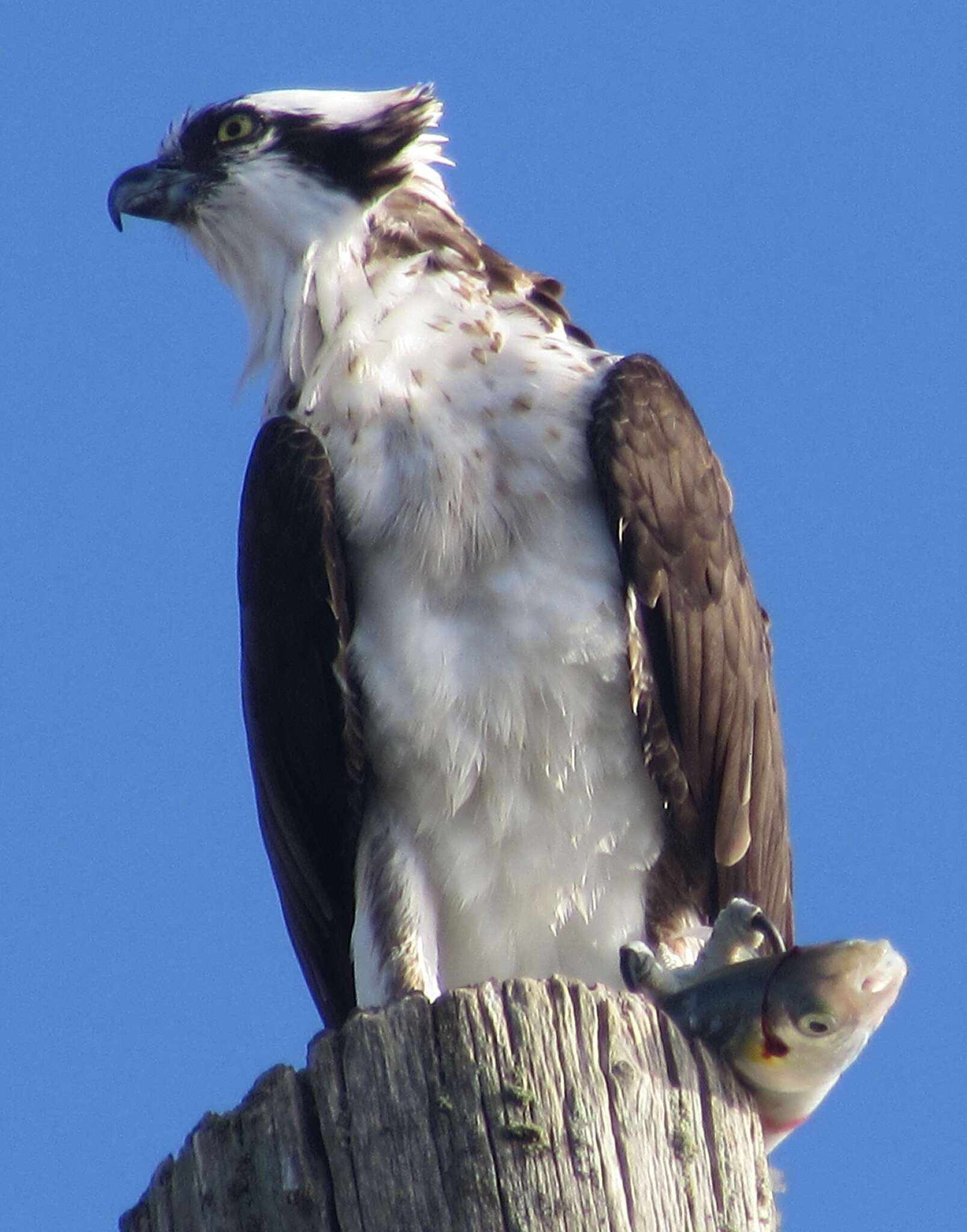 Image of ospreys