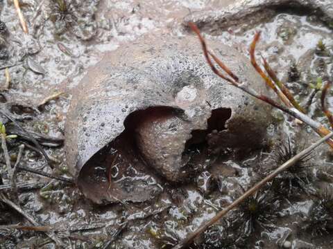 Image of Powelliphanta patrickensis (Powell 1949)