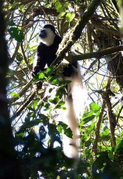 Image of Mantled Colobus