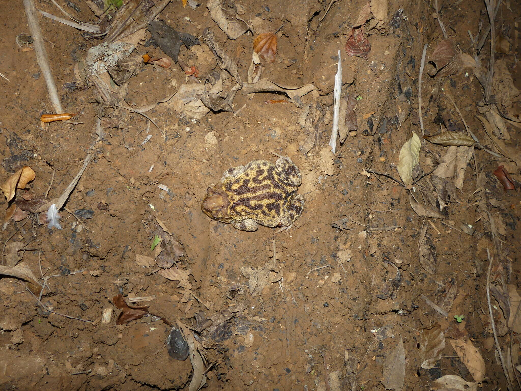 Image of Western Cuba Giant Toad