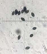 Image of Podospora pleiospora (G. Winter) Niessl 1883