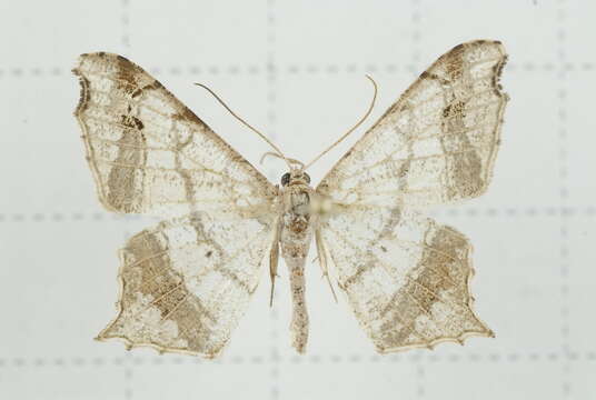 Image of Semiothisa emersaria Walker 1861