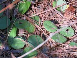 Sivun Desmodium rotundifolium (Michx.) DC. kuva