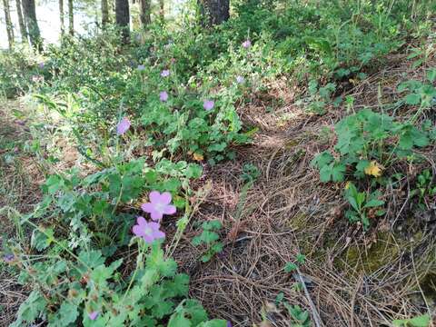 Imagem de Geranium crenatifolium H. E. Moore