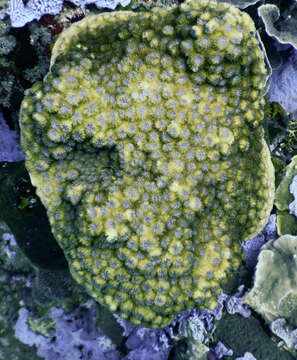 Image of hedgehog coral