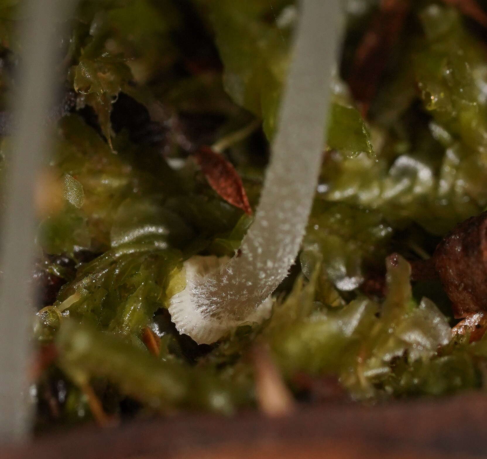 صورة Mycena fumosa Grgur. 2003