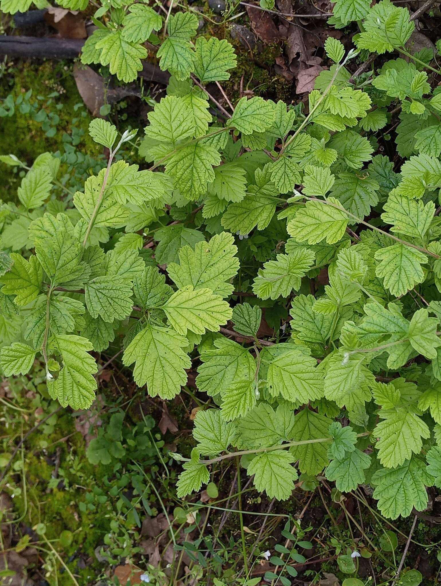 Plancia ëd Holodiscus discolor var. discolor