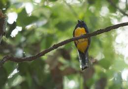 Слика од Trogon violaceus Gmelin & JF 1788