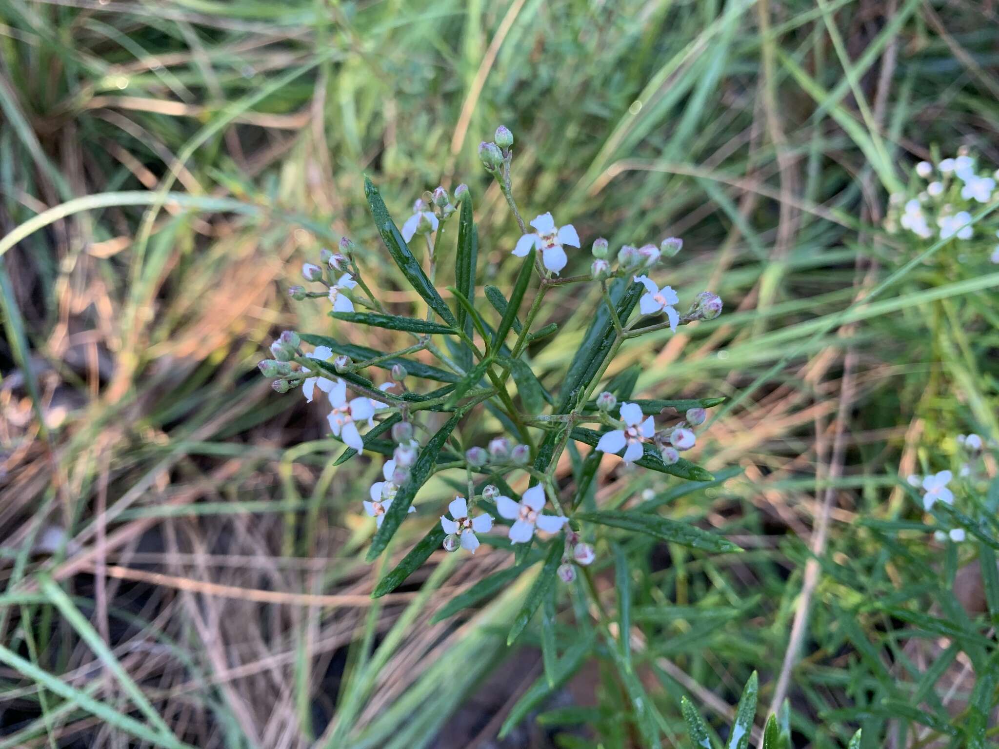 Image of Zieria laevigata Bonpl.