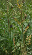 Image of Carex aterrima Hoppe