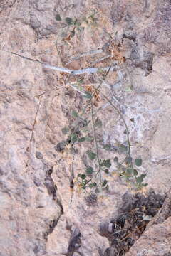 Image of Ajo rockdaisy