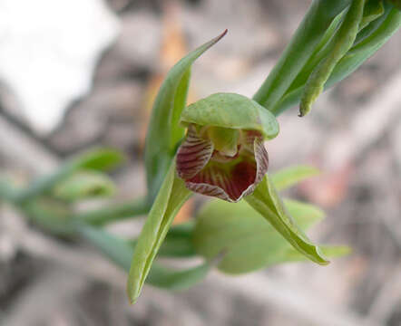 Calochilus robertsonii Benth.的圖片