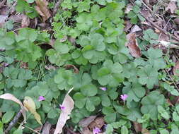 Sivun Oxalis articulata subsp. rubra (A. St.-Hil.) Lourteig kuva