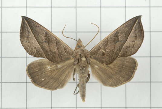 Image of Calyptra orthograpta Butler 1886