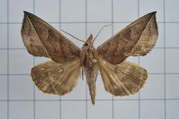 Image of Calyptra orthograpta Butler 1886