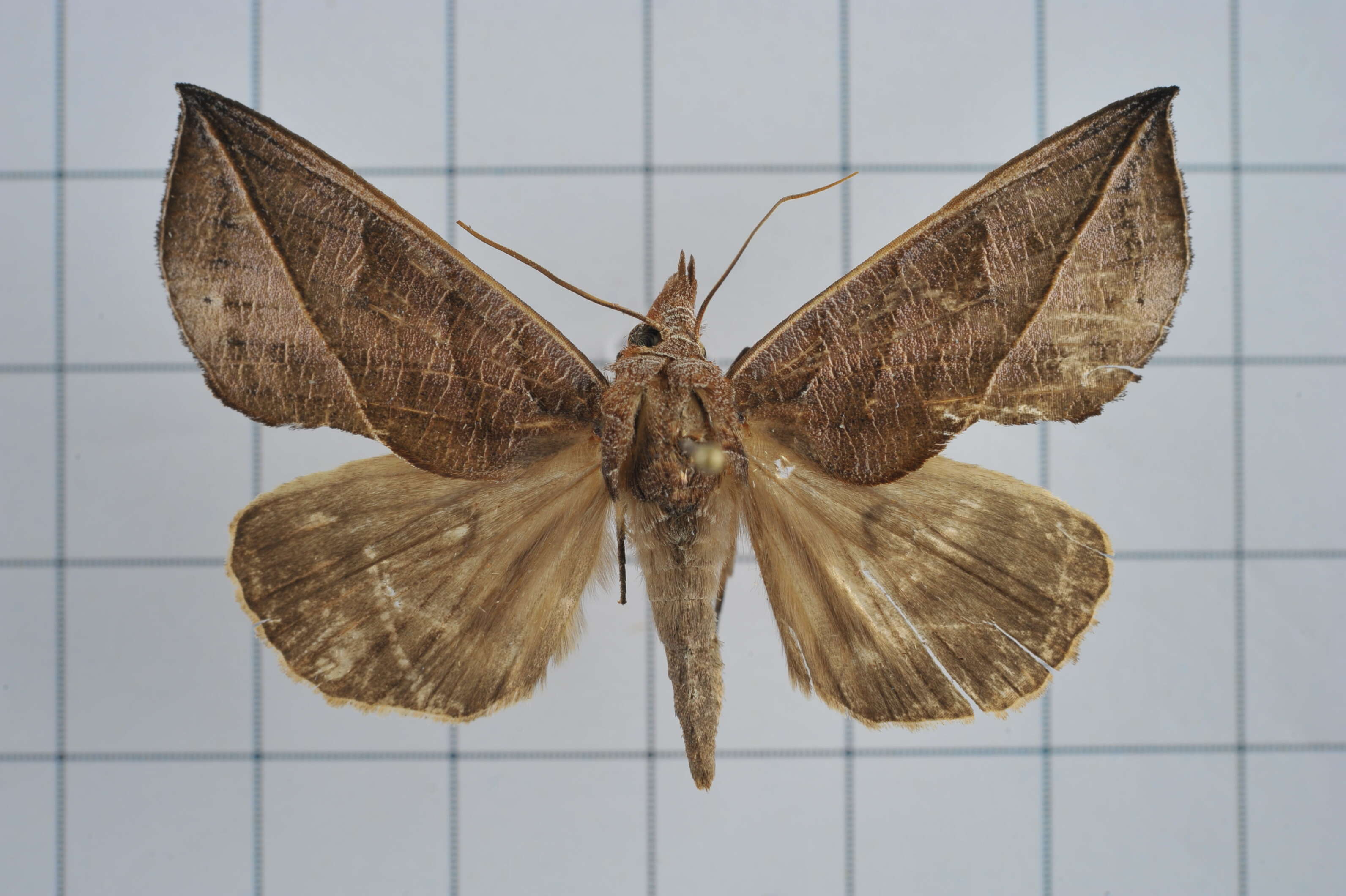 Image of Calyptra orthograpta Butler 1886