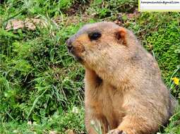 Image of Himalayan Marmot