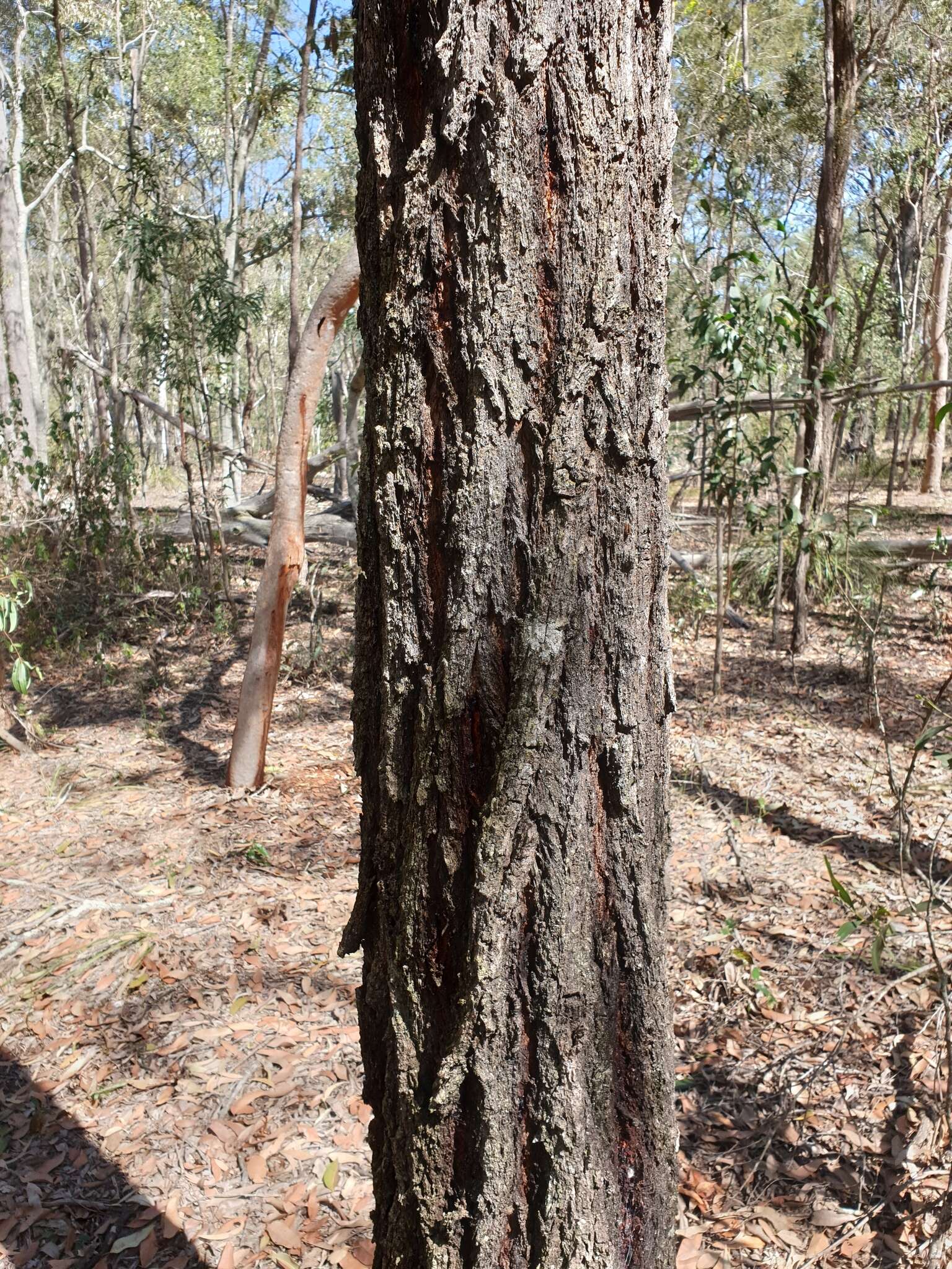 Слика од Eucalyptus crebra F. Müll.