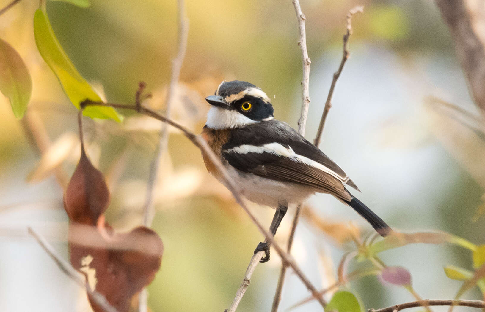 Batis senegalensis (Linnaeus 1766)的圖片