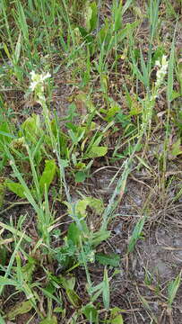 Слика од Turritis glabra L.